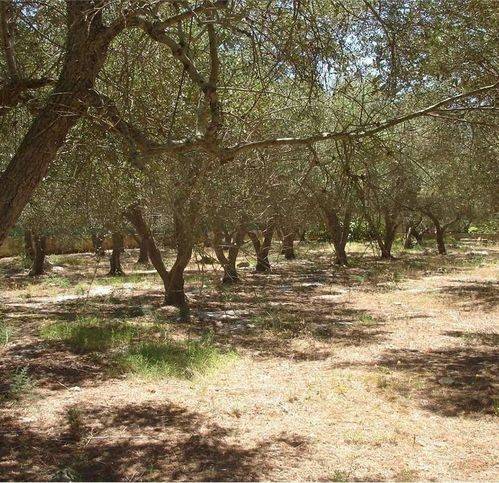 Terreno a Tricase in Strada Provinciale 78 - Foto 4