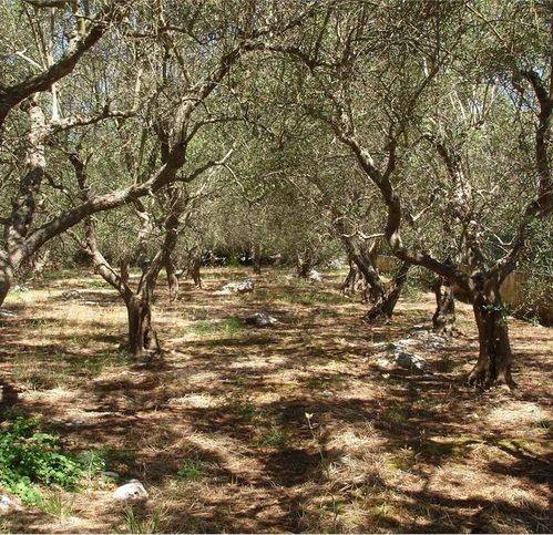 Terreno a Tricase in Strada Provinciale 78 - Foto 5