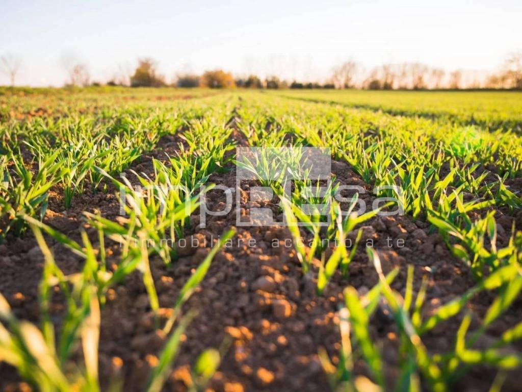 Terreno a Ormelle - Foto 4
