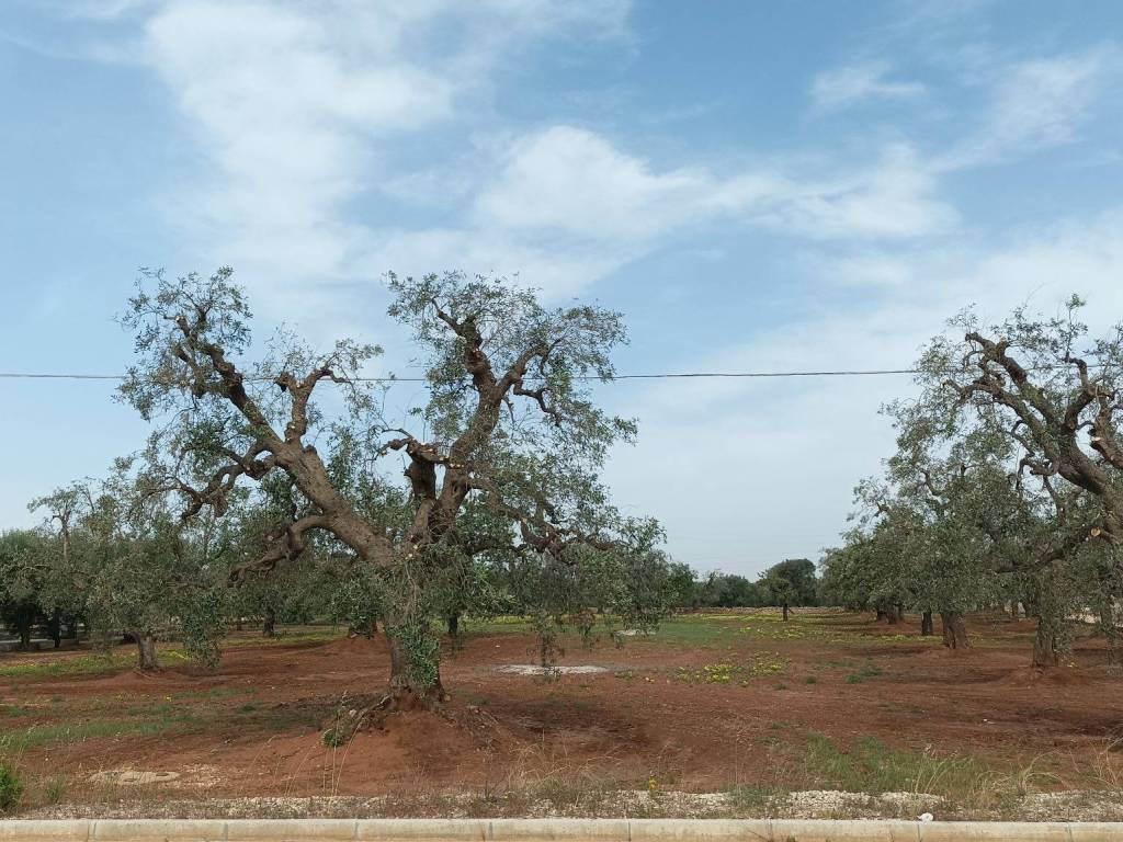 Terreno a Fasano in Corso Vittorio Emanuele, 21 - Foto 2