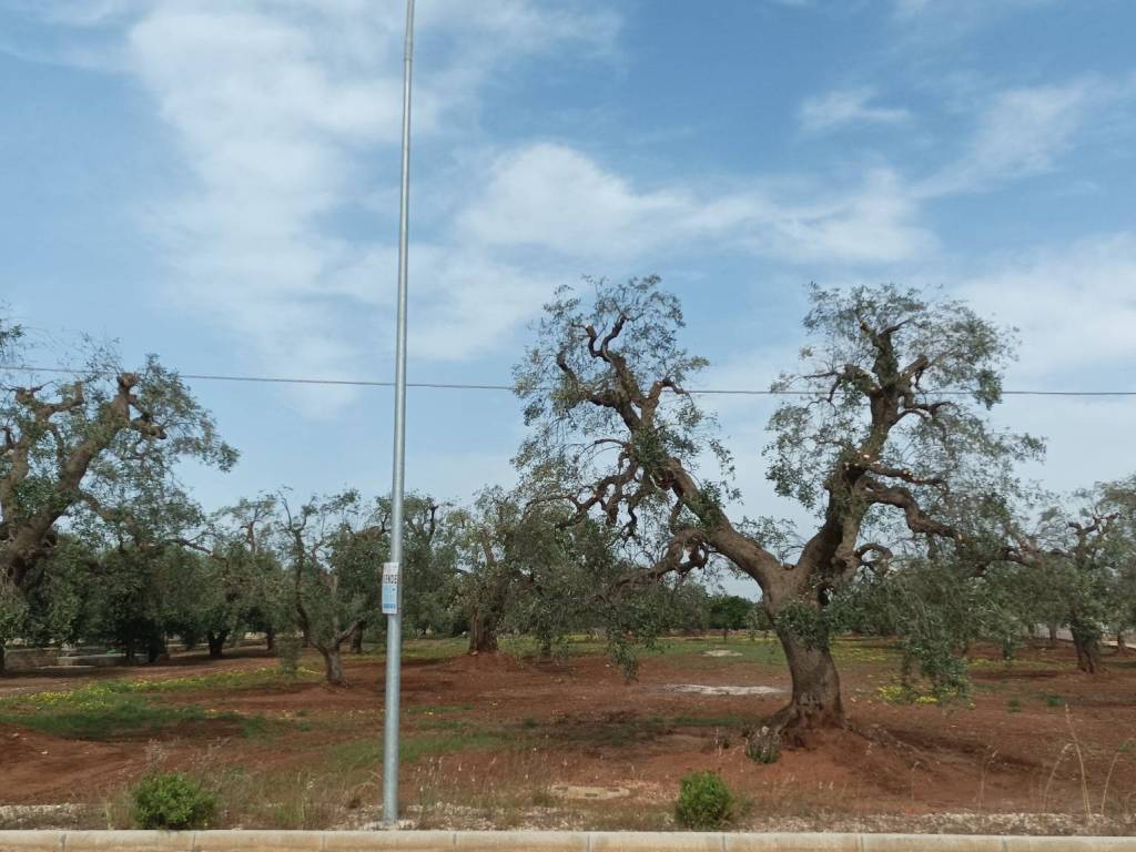 Terreno a Fasano in Corso Vittorio Emanuele, 21 - Foto 4