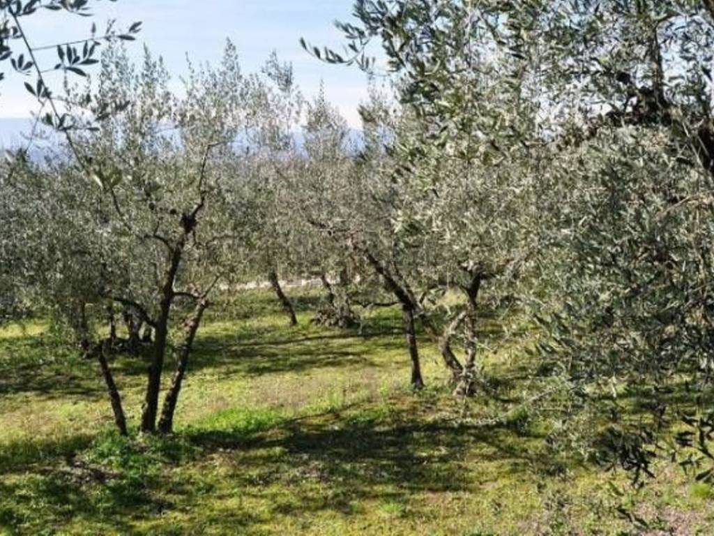 Terreno a Terranuova bracciolini - Foto 4