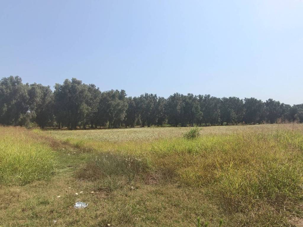 Terreno a Taurianova - Foto 2