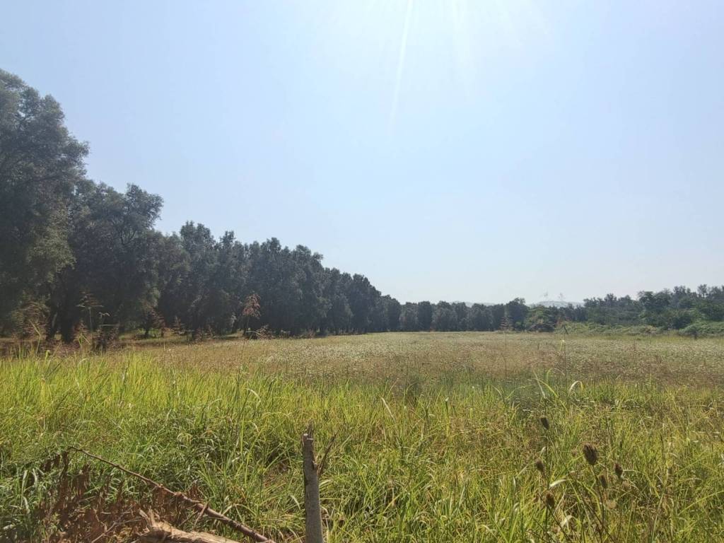 Terreno a Taurianova - Foto 3