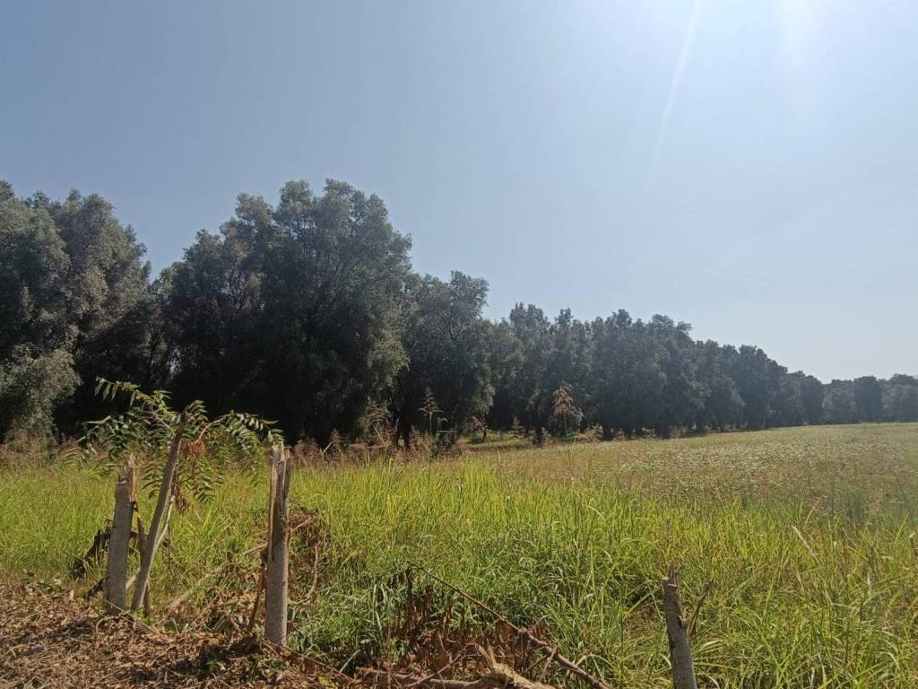Terreno a Taurianova - Foto 4