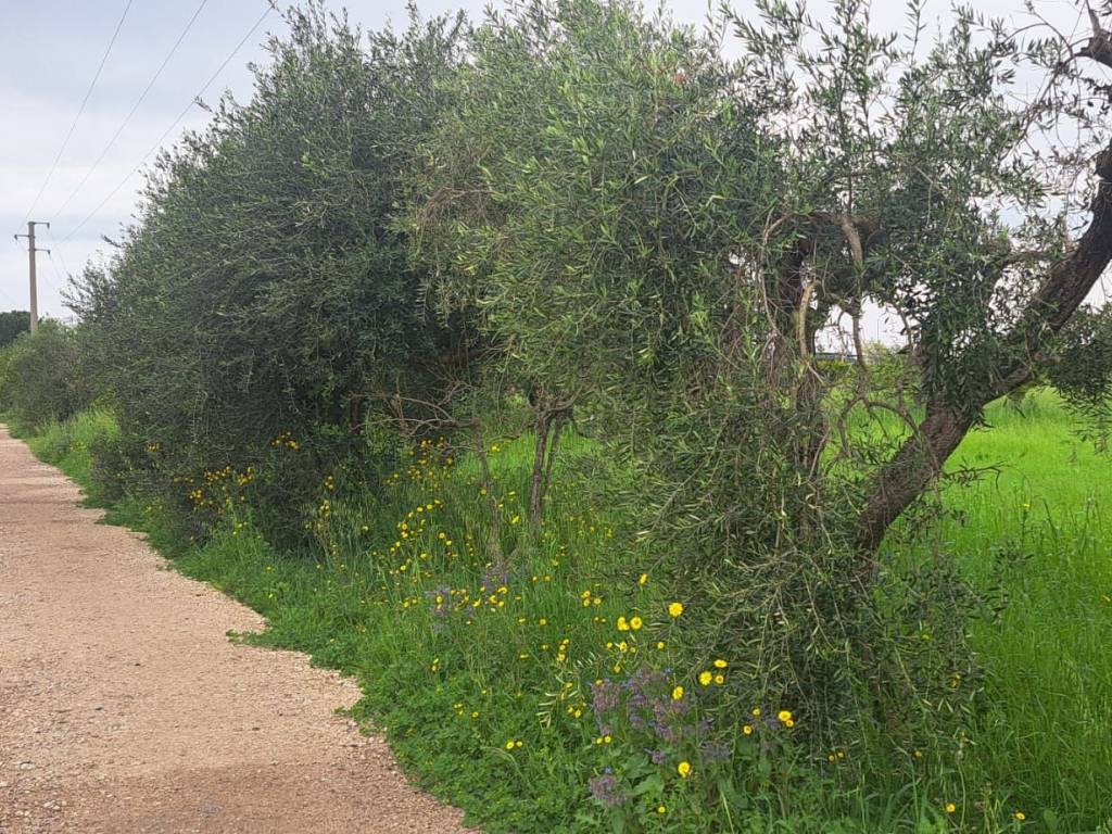Terreno a Eboli in Via Boscariello - Foto 2