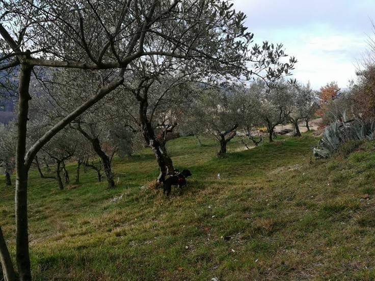 Rustico / casale a Fontechiari - Foto 2