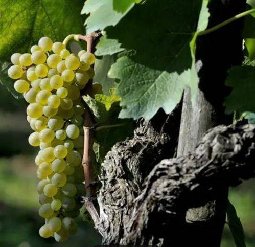 Terreno a Trebaseleghe in Via Thomas Edison - Foto 2