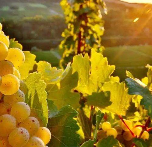 Terreno a Trebaseleghe in Via Thomas Edison - Foto 3