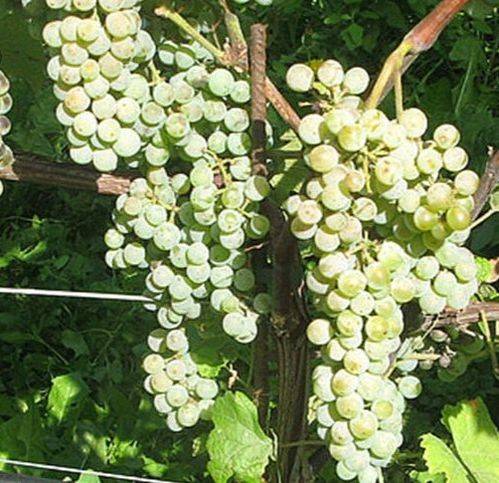 Terreno a Trebaseleghe in Via Thomas Edison - Foto 4