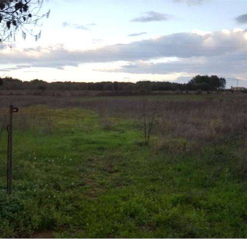 Terreno a Tricase in Strada Provinciale 335 - Foto 4