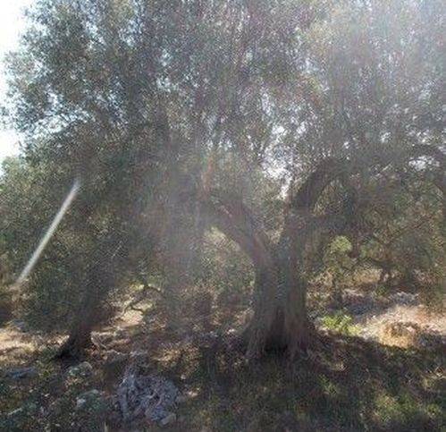 Terreno a Andrano - Foto 4