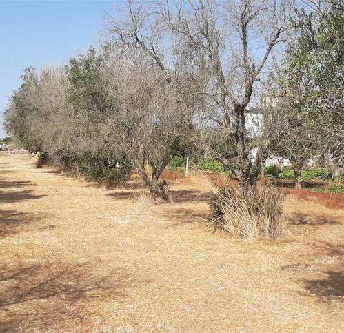 Terreno a Tricase - Foto 2