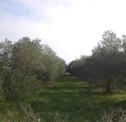 Terreno a Tricase in Via Della Vasca - Foto 5