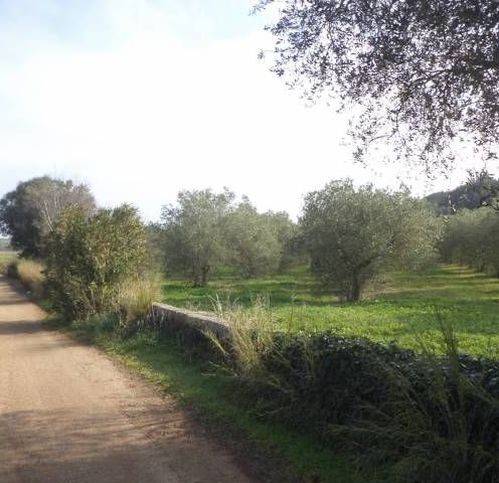 Terreno a Tricase - Foto 2