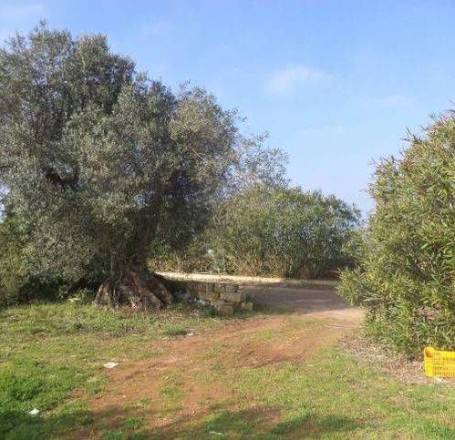 Terreno a Tricase - Foto 3