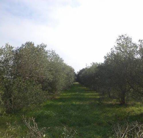 Terreno a Tricase - Foto 4