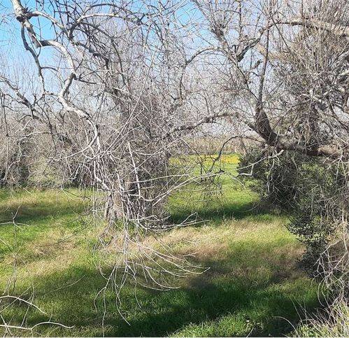 Terreno a Tiggiano in Via Murge - Foto 4