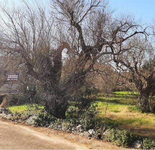 Terreno a Tiggiano in Via Murge - Foto 5