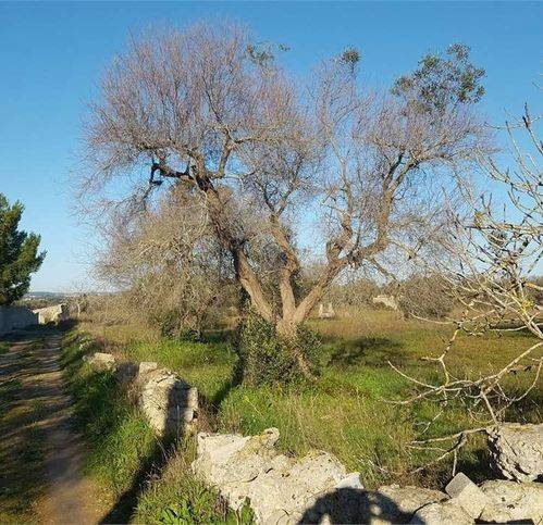 Terreno a Tricase in Contrada Campo Tomasi - Foto 3