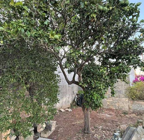 Villa a Montesano salentino - Foto 3