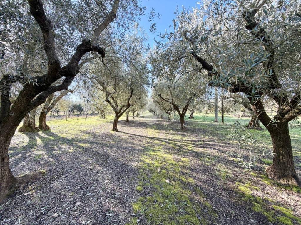 Terreno a Viterbo in STRADA CAPRINI - Foto 2
