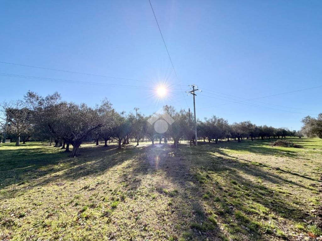Terreno a Viterbo in STRADA CAPRINI - Foto 3