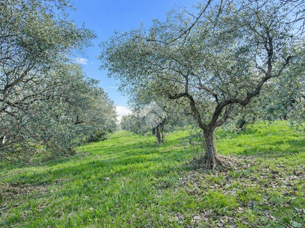 Terreno a Silvi in Via Piscella, 12 - Foto 4