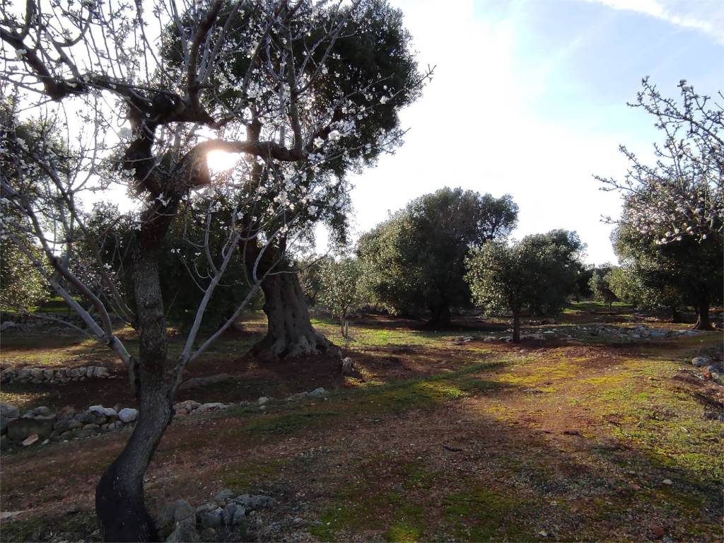 Villa a Carovigno in SS16 - Foto 5