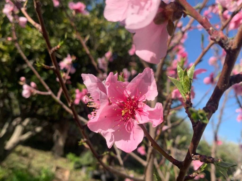 Villa a Modica in canizzara ciancia - Foto 5