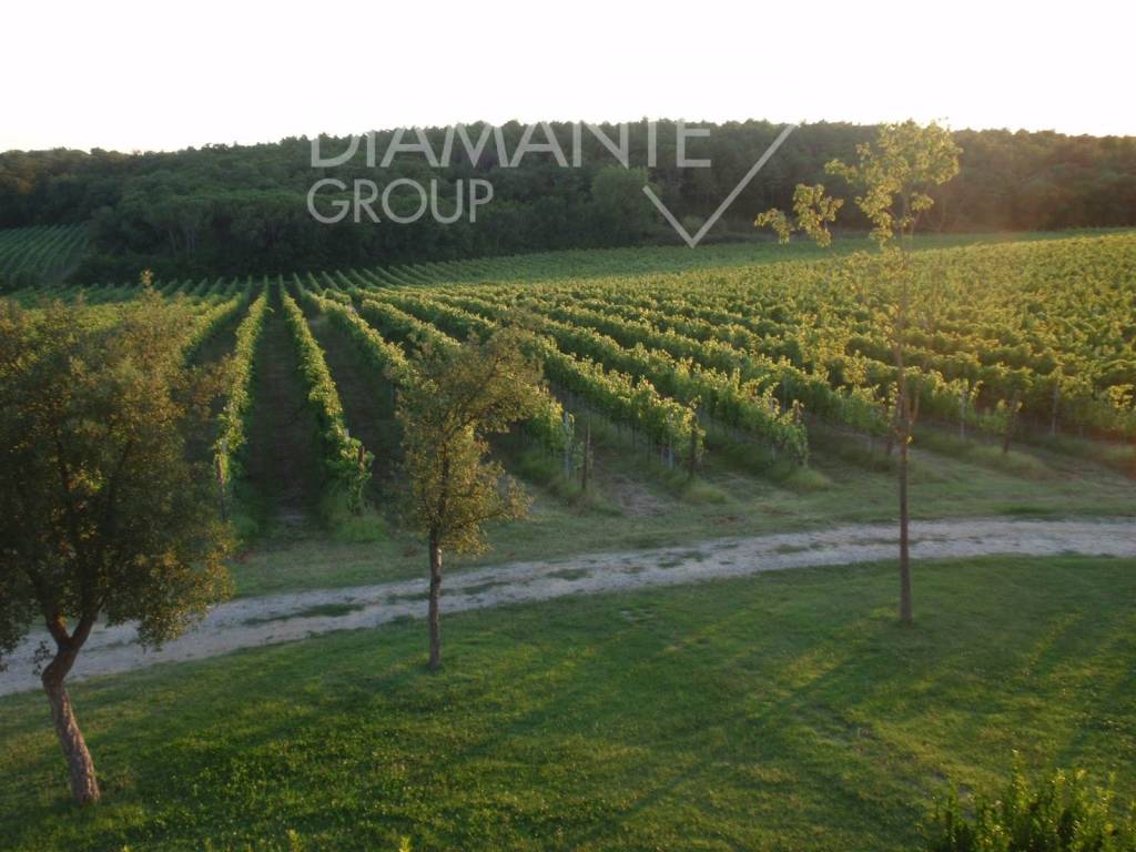 Terreno a Castiglione del lago - Foto 5