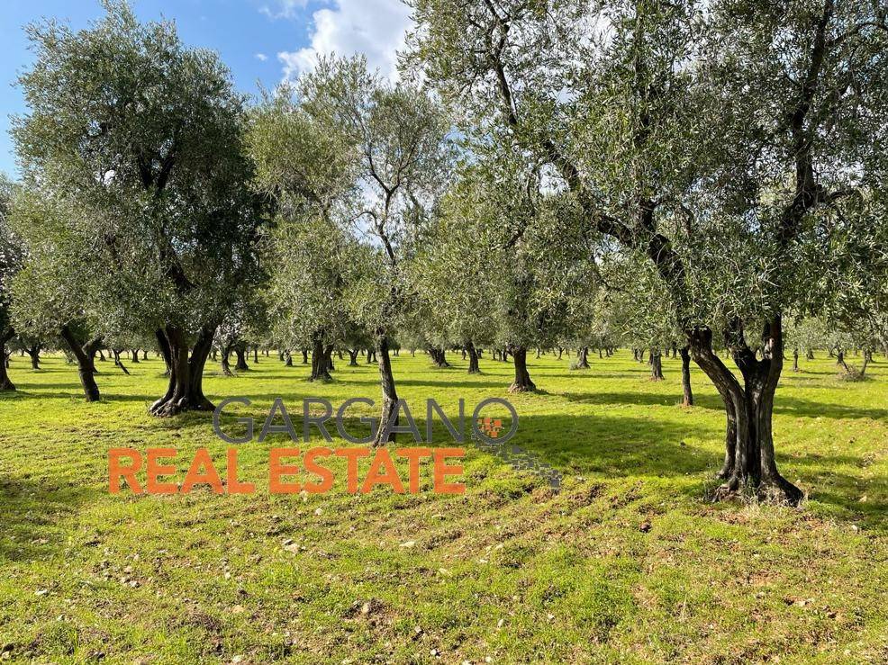 Terreno a Vieste in Strada Vicinale della Costella - Foto 2