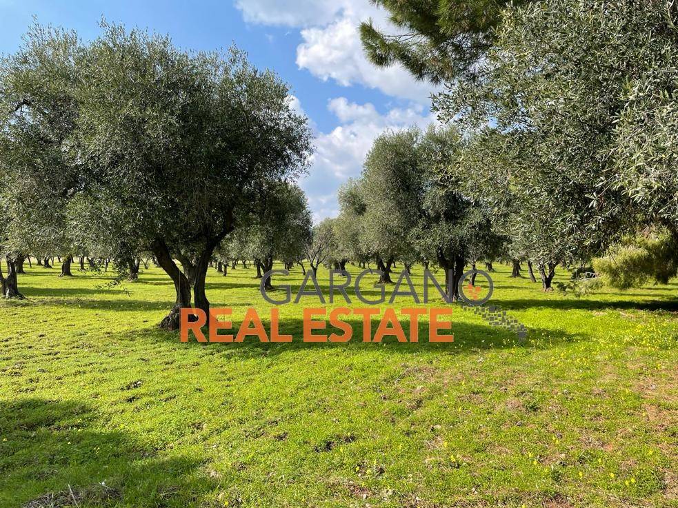 Terreno a Vieste in Strada Vicinale della Costella - Foto 4