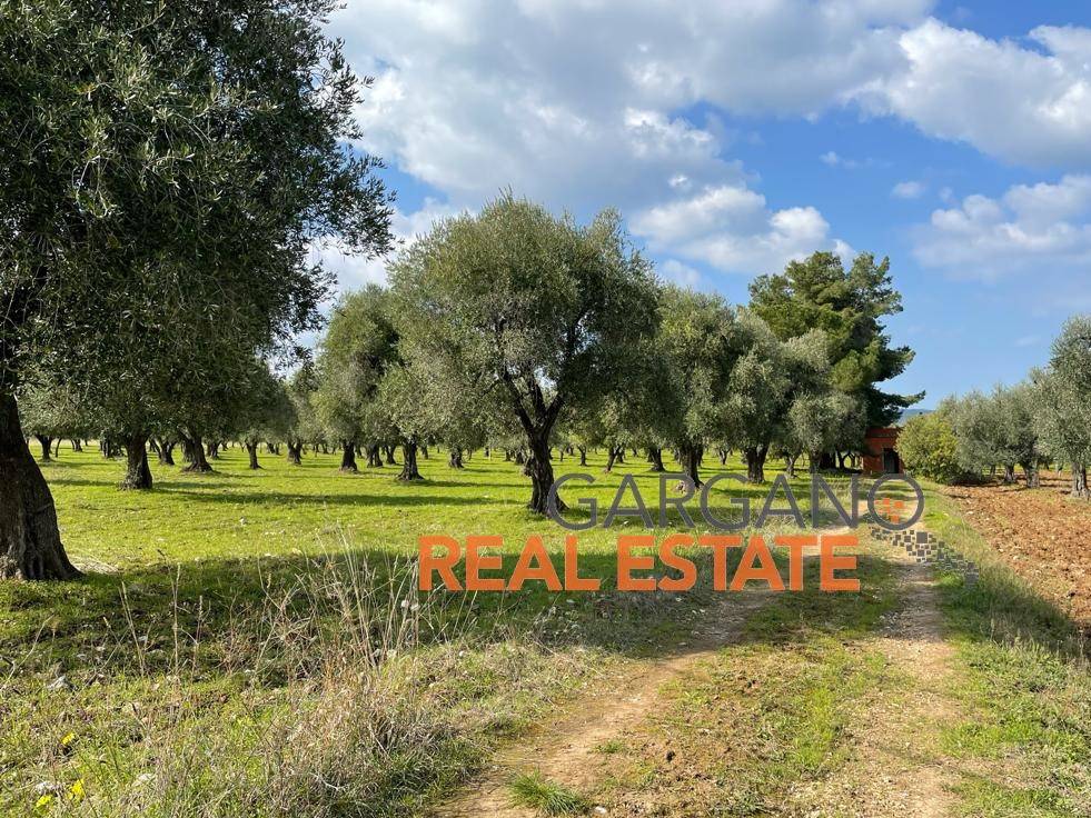 Terreno a Vieste in Strada Vicinale della Costella - Foto 5