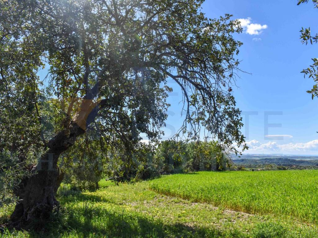 Terreno a Noto in Via Tommaso Fazello, 228 - Foto 4