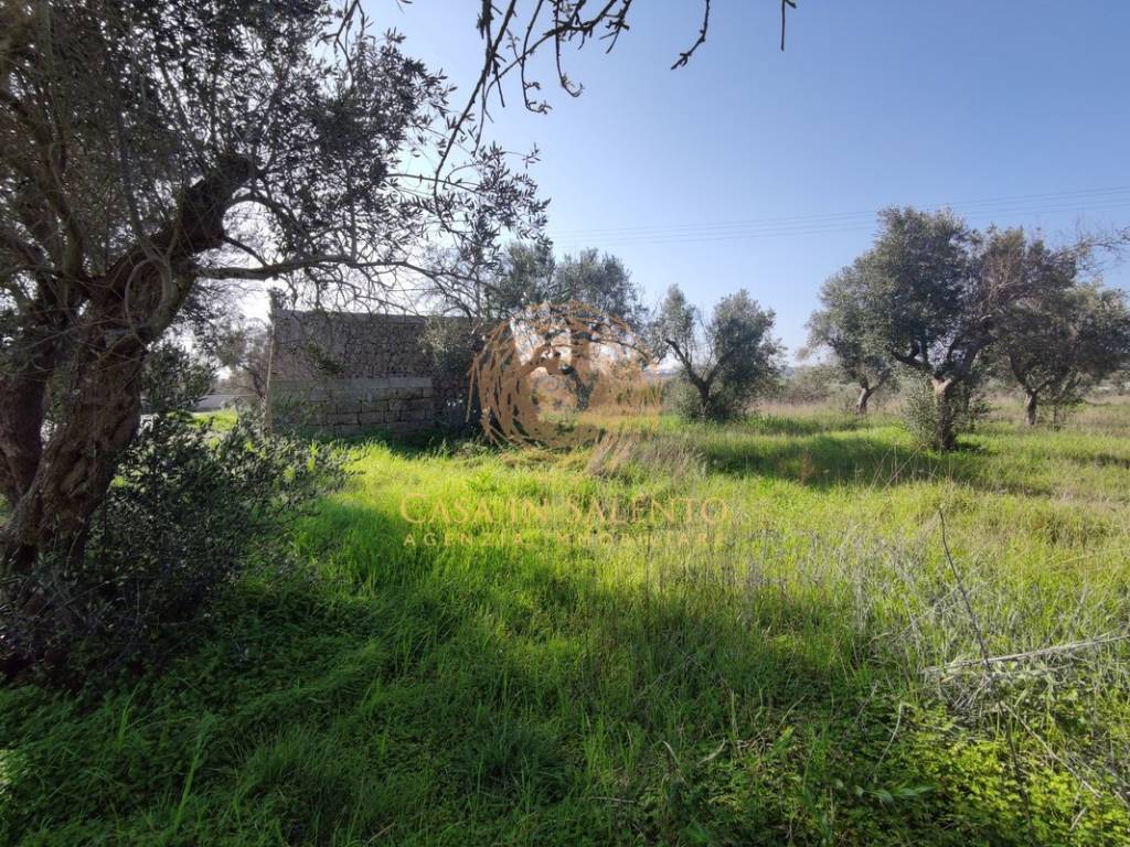 Terreno a Alessano in Strada Provinciale Alessano Tiggiano - Foto 3