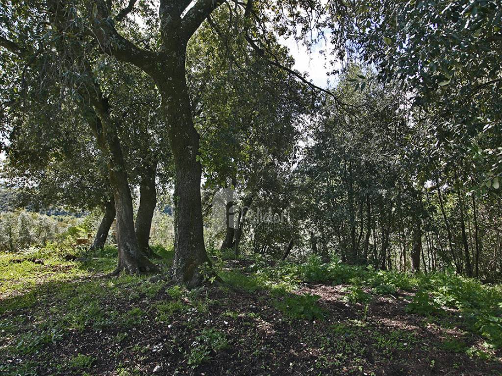 Terreno a Montasola in Via Colle Mola - Foto 3