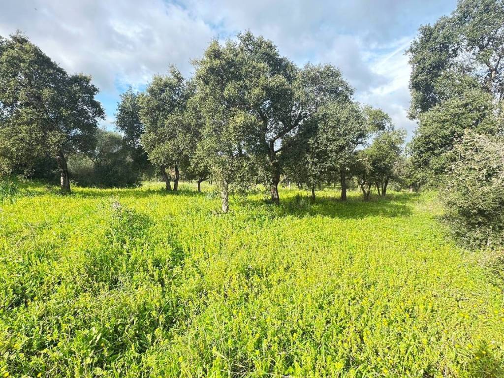 Terreno a Loiri porto san paolo in Via Gallura - Foto 3