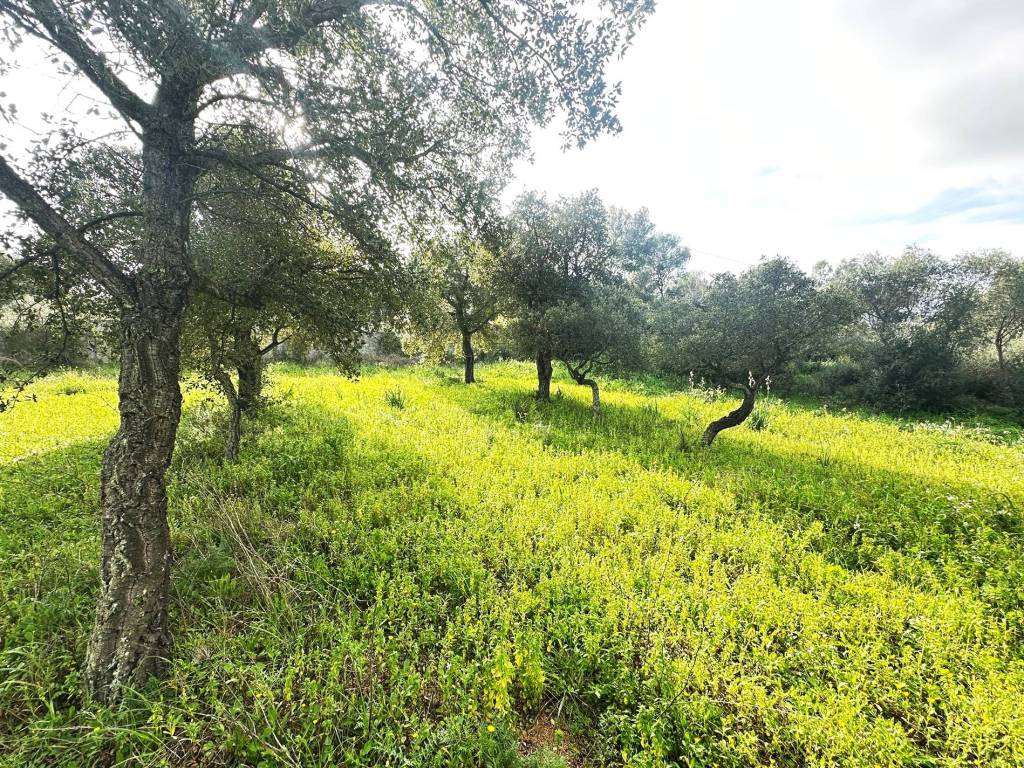 Terreno a Loiri porto san paolo in Via Gallura - Foto 4