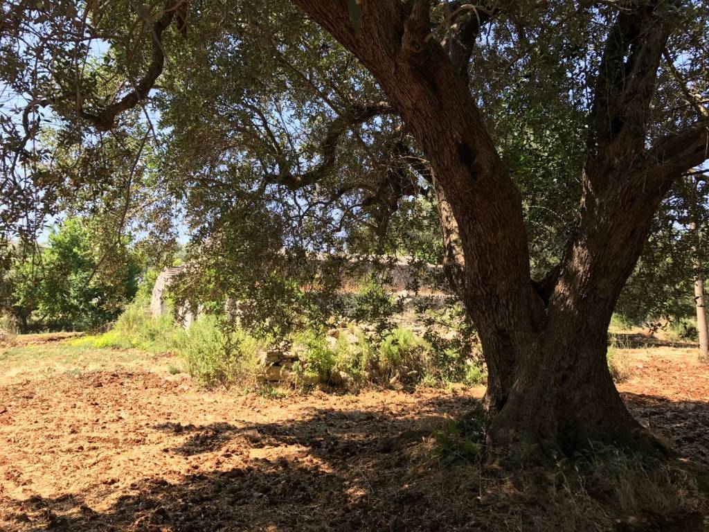 Rustico / casale a Ceglie messapica in Contrada angelo di maglie - Foto 5