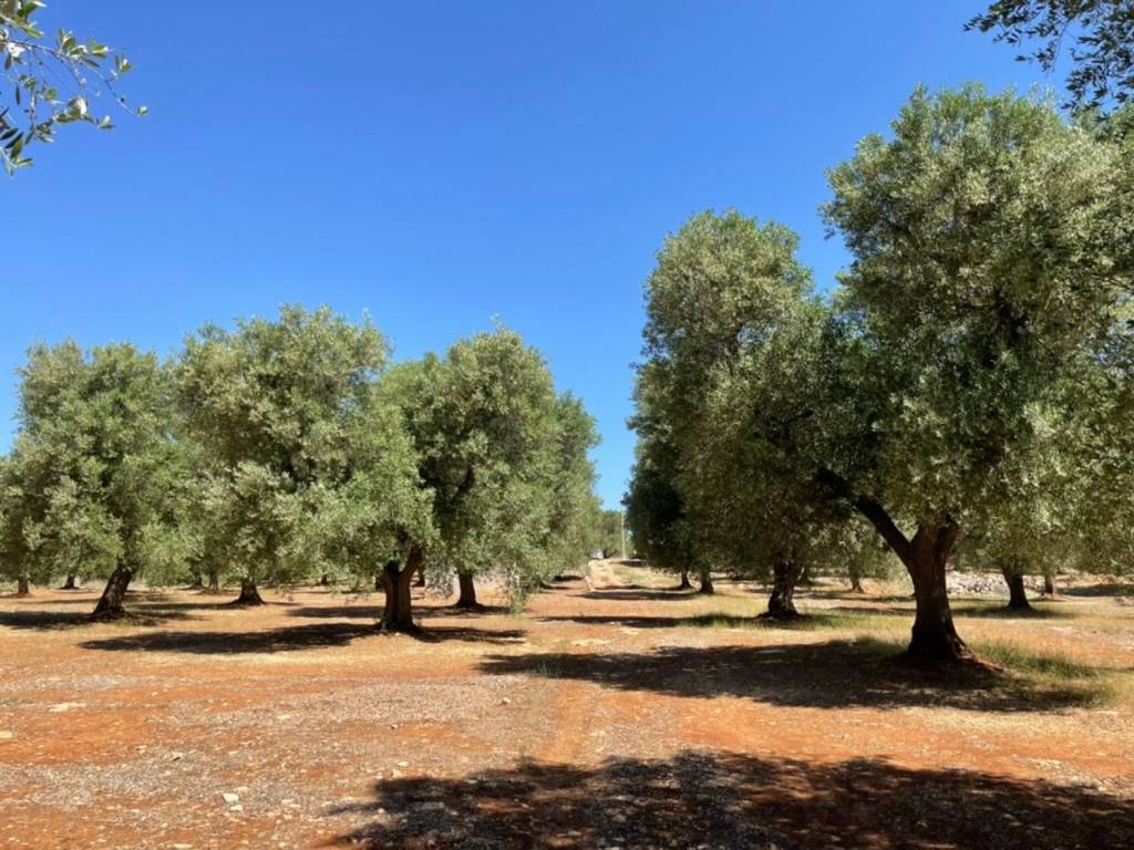Rustico / casale a Francavilla fontana in Contrada carlo di noi inferiore - Foto 2