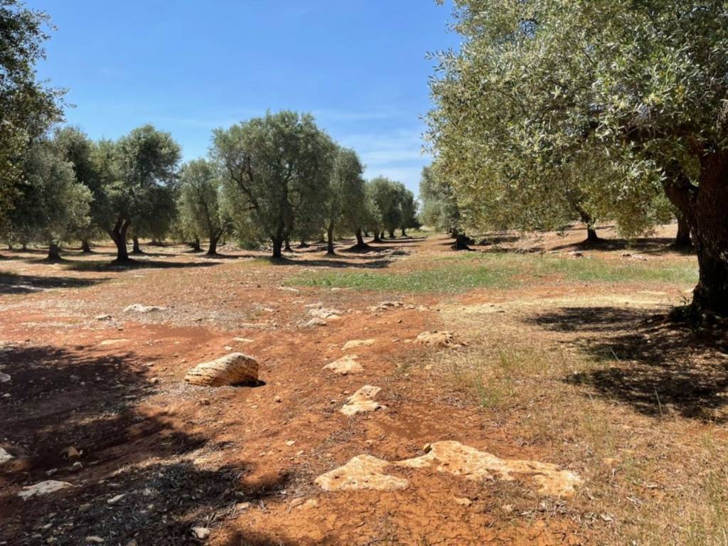 Rustico / casale a Francavilla fontana in Contrada carlo di noi inferiore - Foto 3