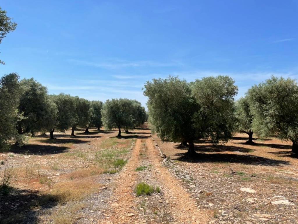 Rustico / casale a Francavilla fontana in Contrada carlo di noi inferiore - Foto 5