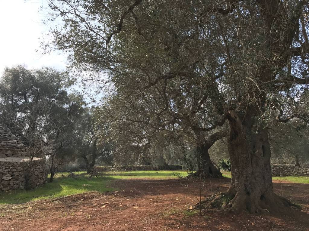 Rustico / casale a Ceglie messapica in votano rosso - Foto 3