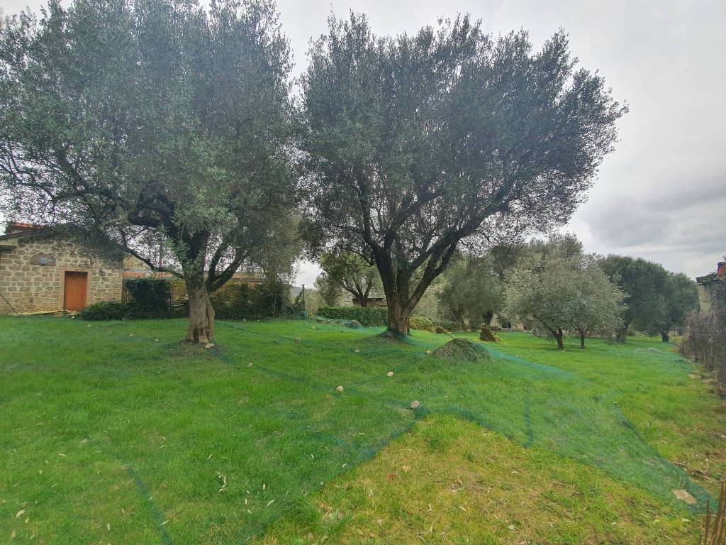 Terreno a Novi velia in Via Badessa - Foto 3