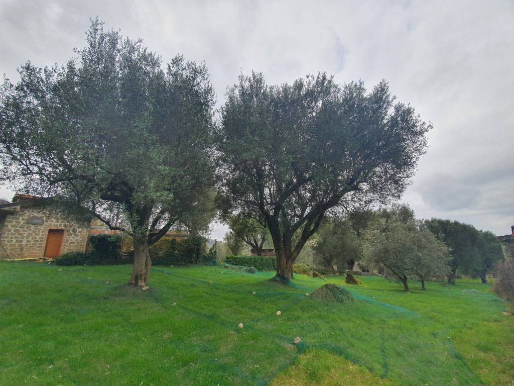 Terreno a Novi velia in Via Badessa - Foto 4