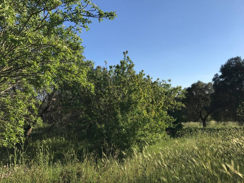 Rustico / casale a Ceglie messapica in Contrada tagliente - Foto 3