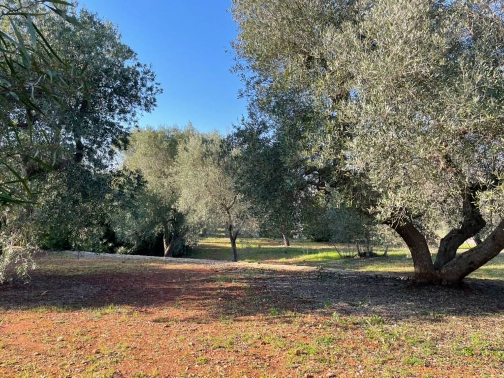 Rustico / casale a Ceglie messapica in Contrada pisciacalze - Foto 5