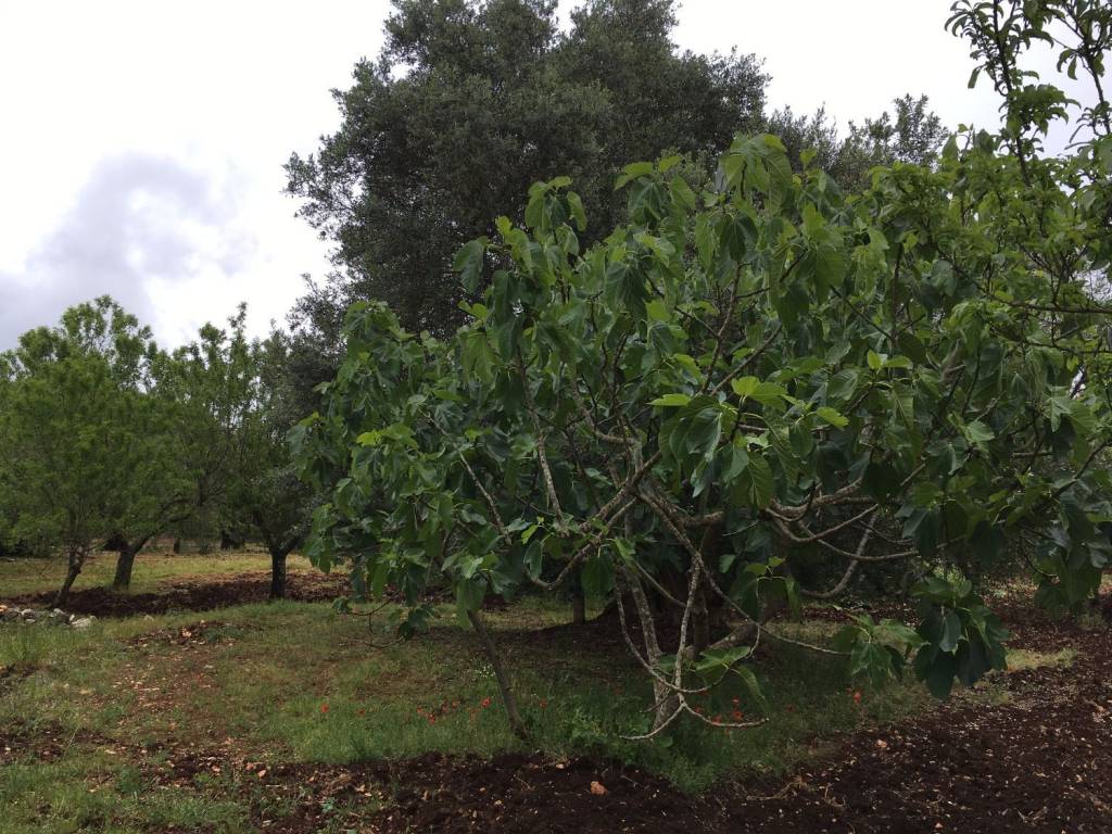 Appartamento a Ceglie messapica in Contrada fedele piccolo - Foto 3