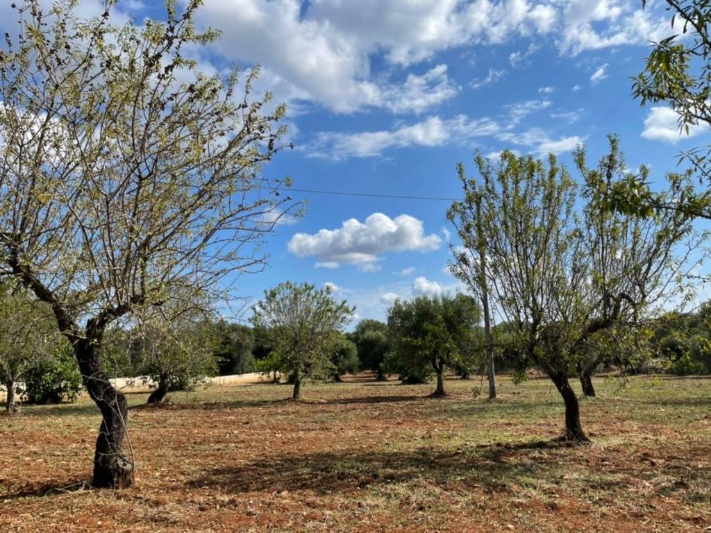 Rustico / casale a Ceglie messapica in Contrada pezze santangelo - Foto 5